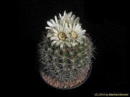 Gymnocalycium bicolor 297